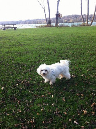 MONTY